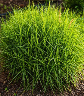Carex muskingumensis 'Little Midge'
